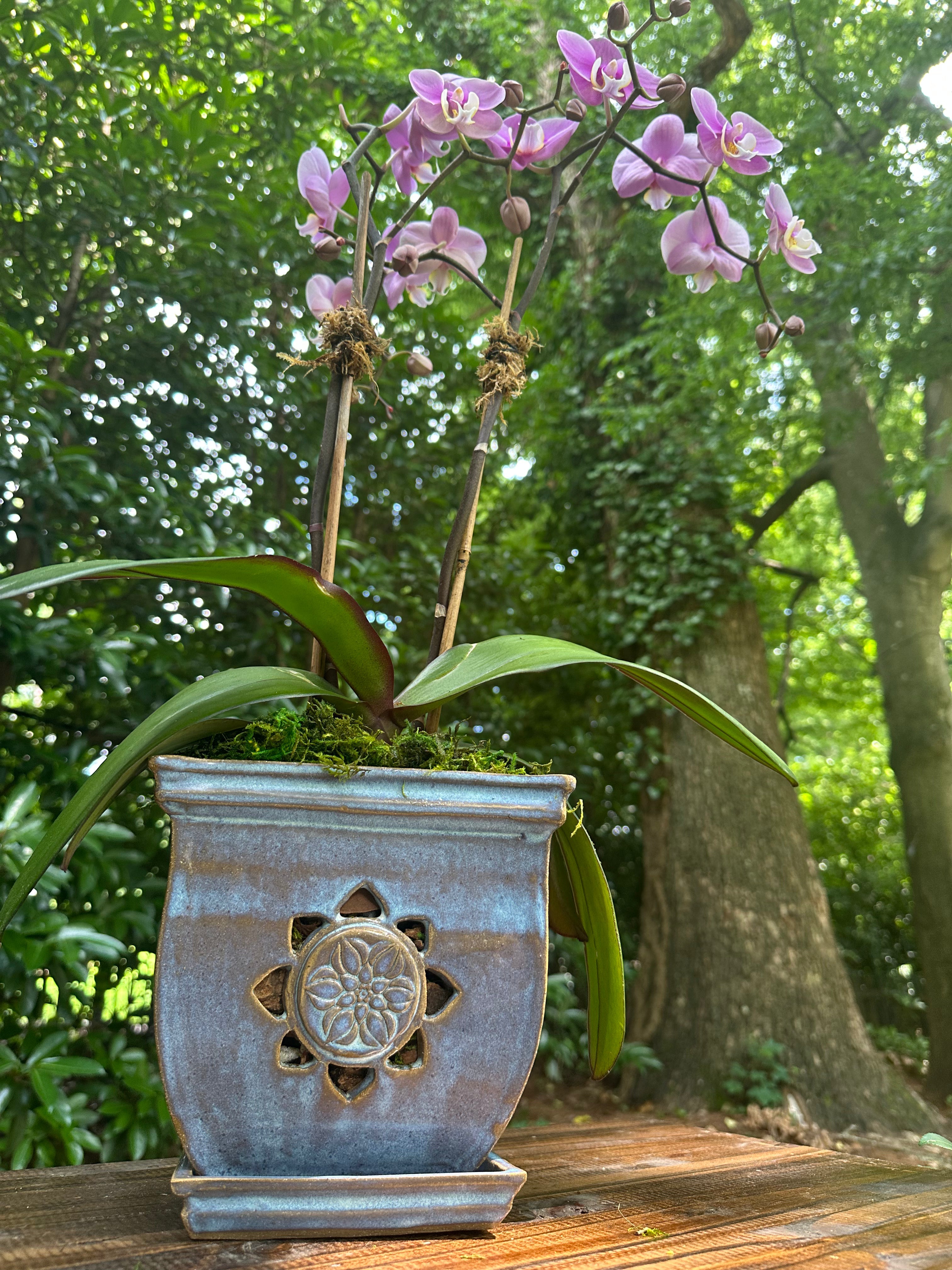 Orchid Pots