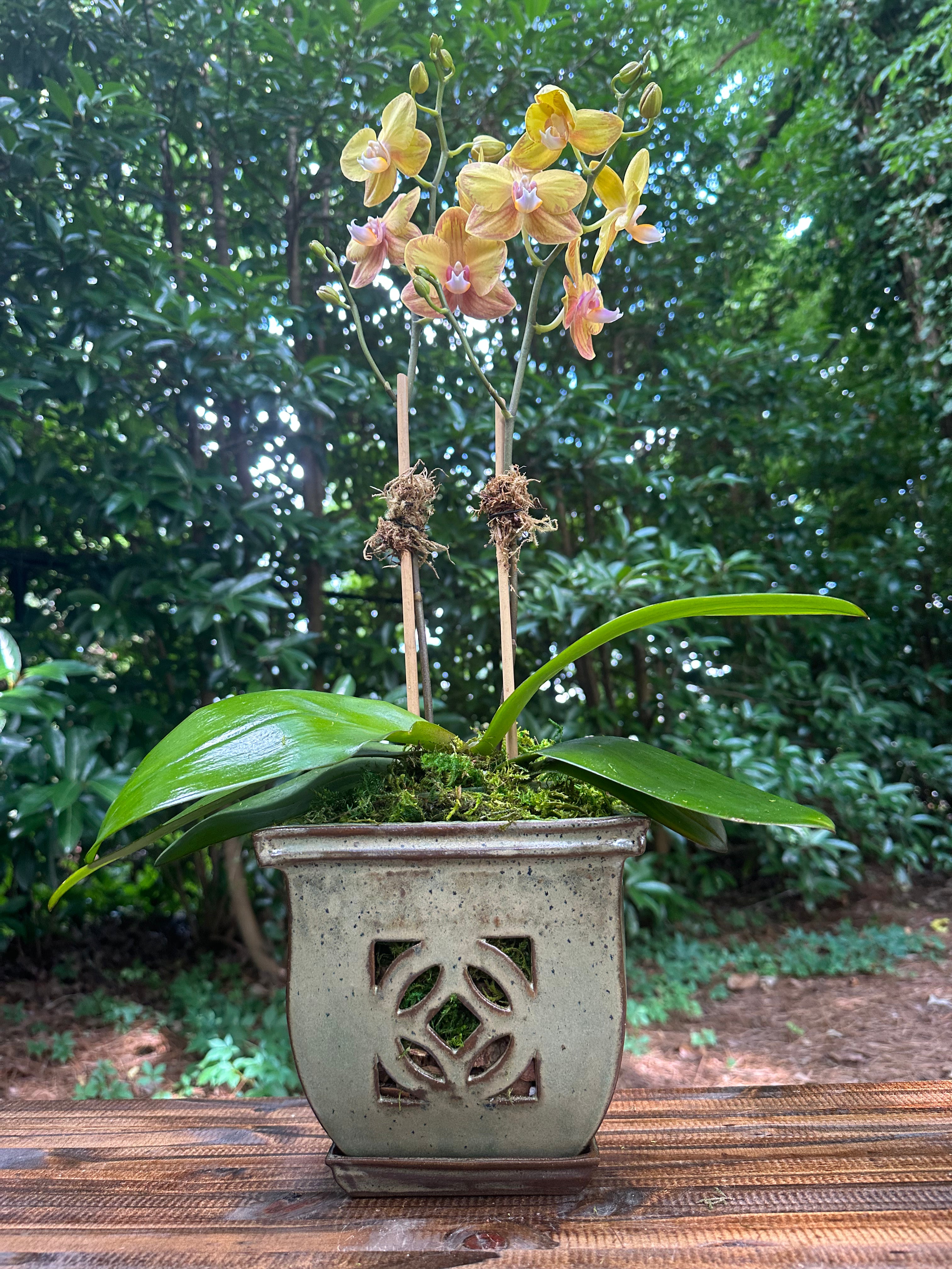 Avocado Green Orchid Pot
