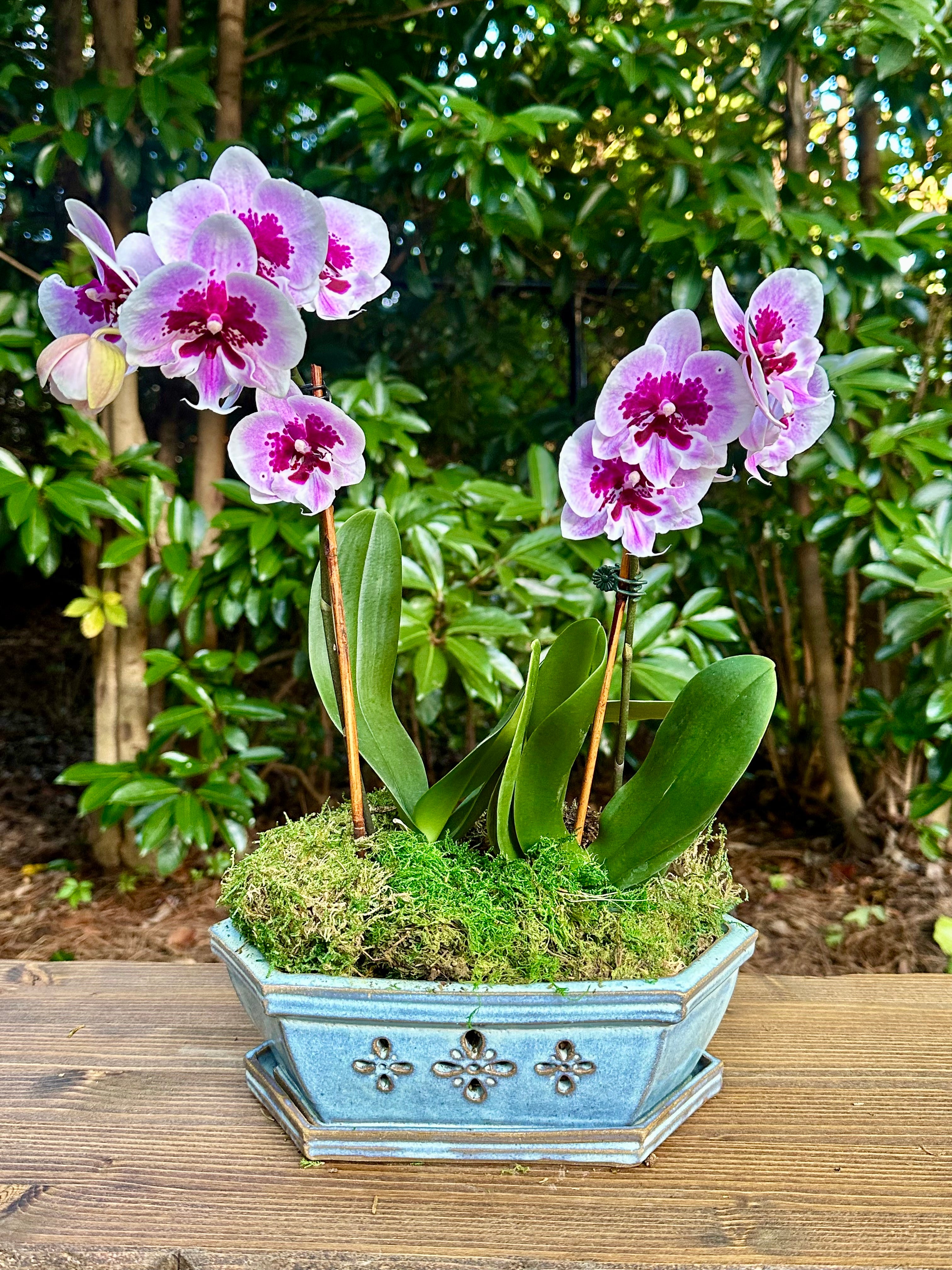 Hadley Orchid Pot