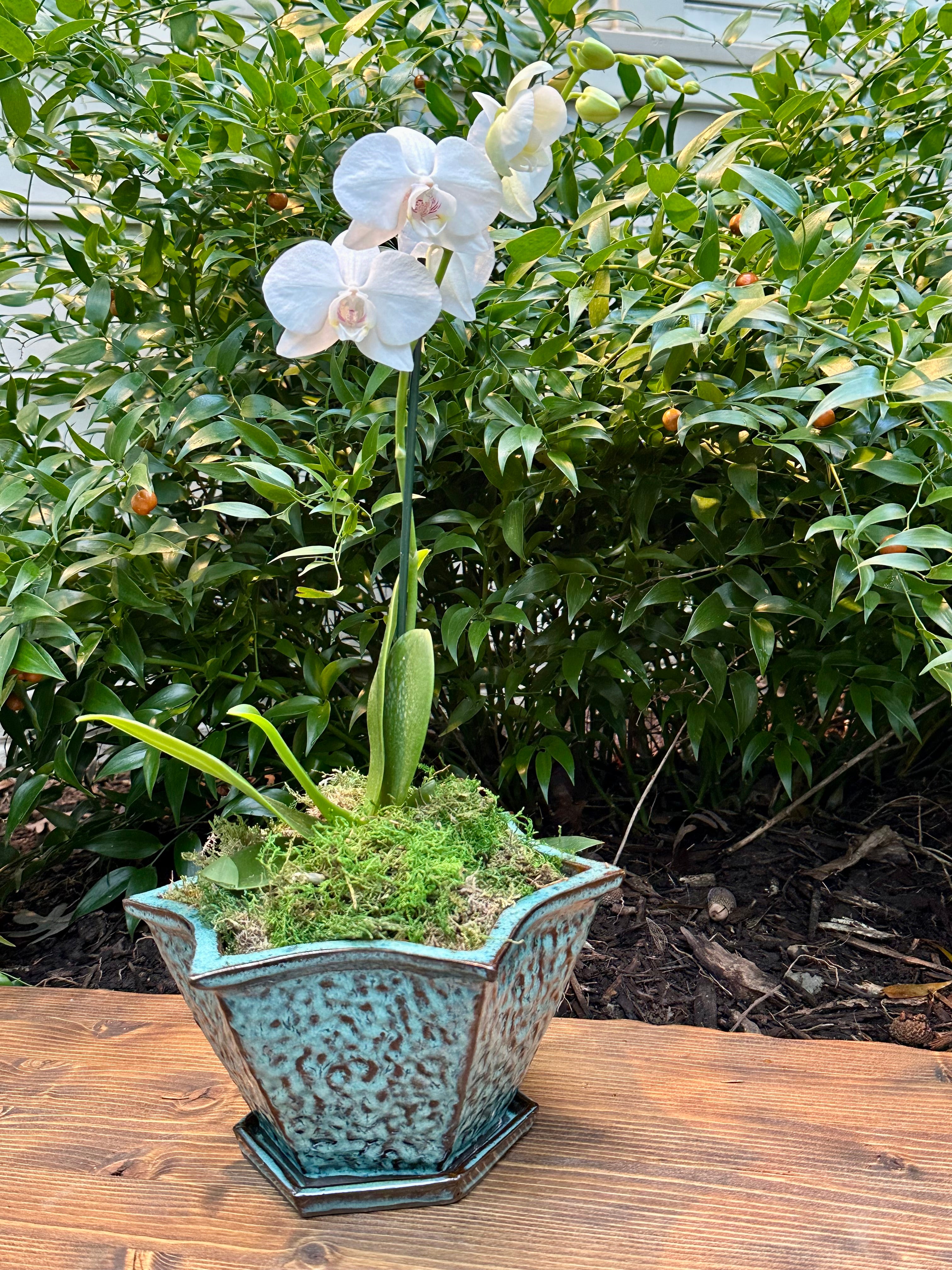 Star Shaped Plant Pot
